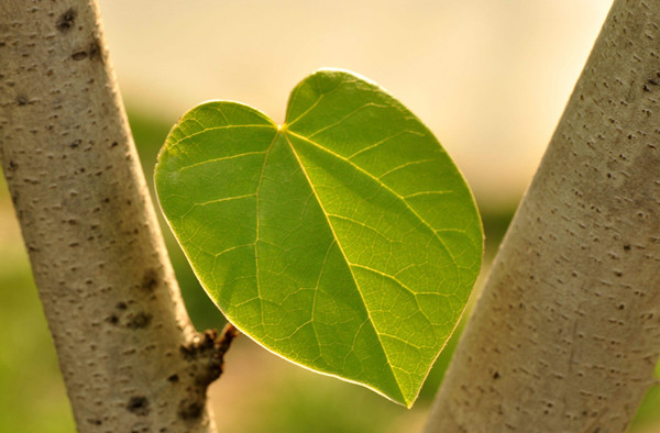 光合感化测定仪