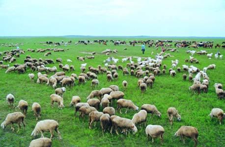 草原生态景象抽象站厂家