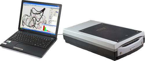 动物根系阐发体系