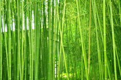 动物株高要若何丈量？