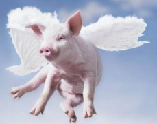 若安在屠宰关键做好非洲猪瘟的检测任务？